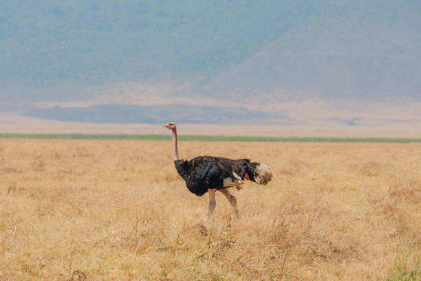 Ostrich In Ngorongoro Conservation Area